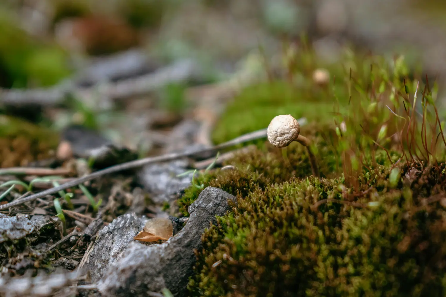 Cogumelo Cordyceps