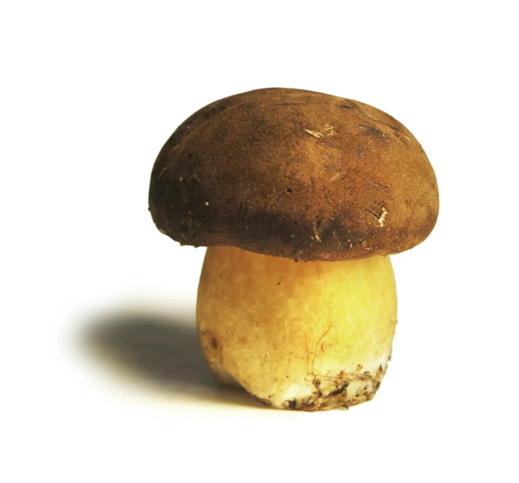 Cogumelo Porcini