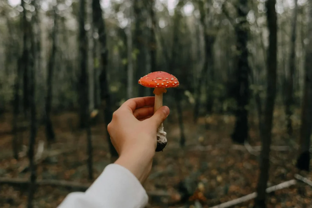 Cogumelo Vermelho