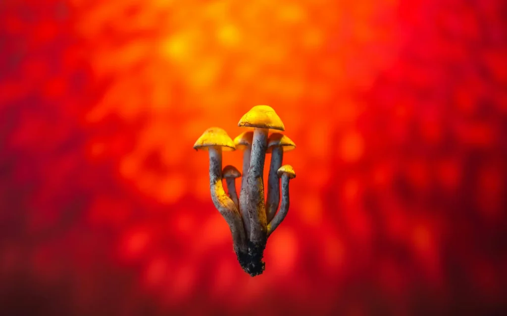 Cogumelo em Inglês Mushroom