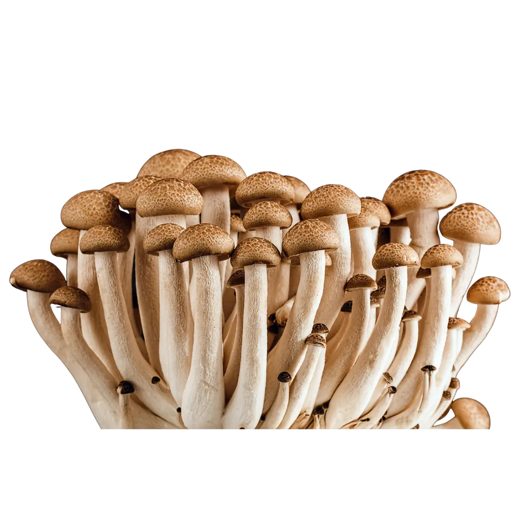 Cogumelos