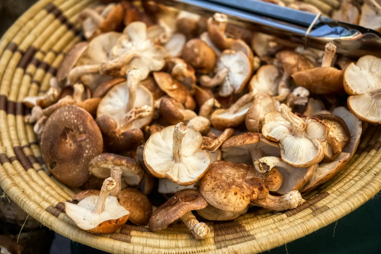 Tudo Sobre Cogumelo Funghi