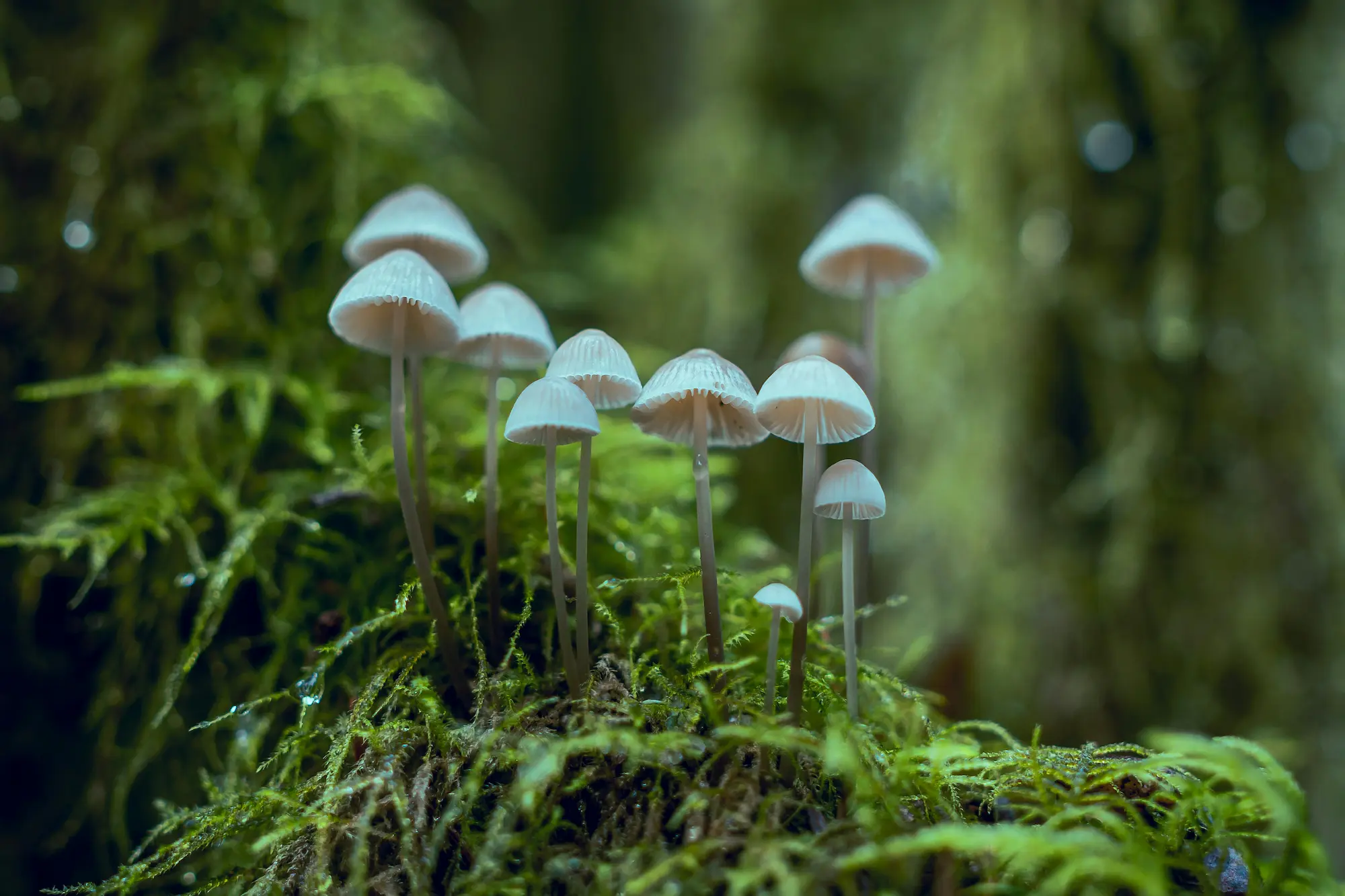 Cogumelo Cubensis