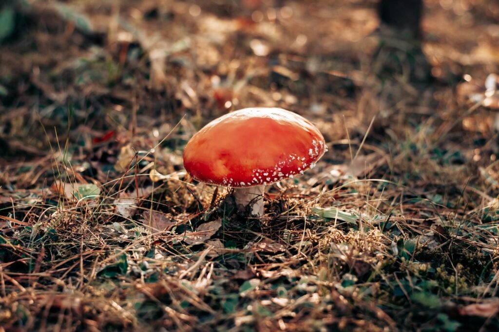 Cogumelo Amanita